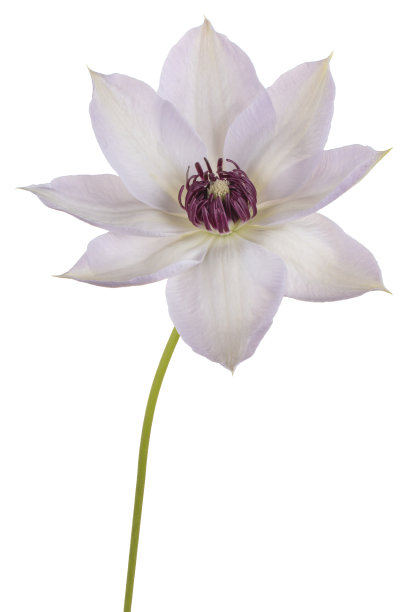 花孤立图片下载