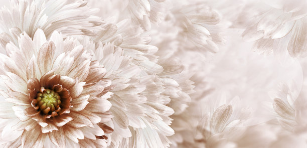 花白棕色美丽的背景。一种白红大丽花的花和花瓣。特写镜头。花组成。节日贺卡。大自然。图片下载