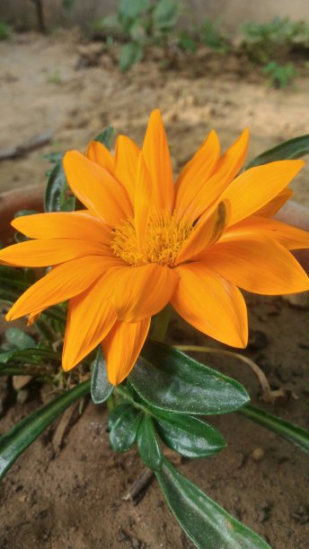 非洲的原产地图片下载