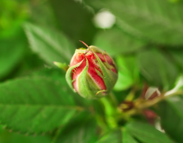 红玫瑰花朵图片下载