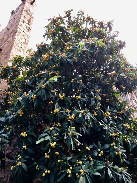 法马古斯塔的各色鲜花，位于塞浦路斯图片下载