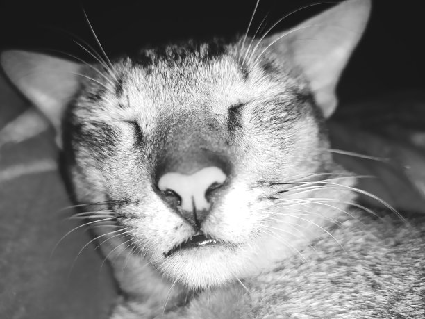 猫的脸睡在镜头前图片下载