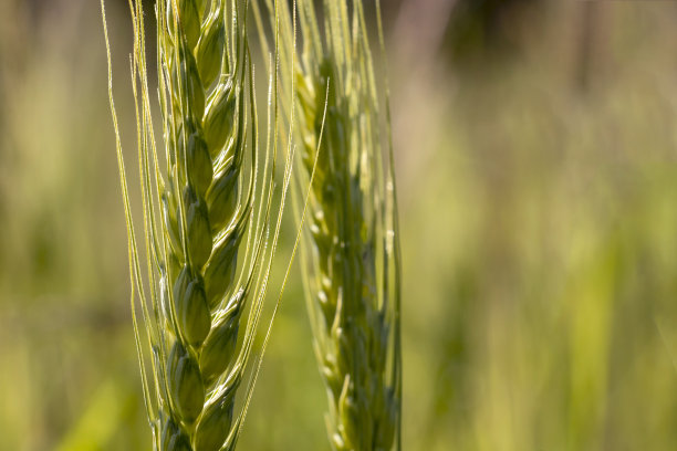 温暖柔和的春天阳光下的绿色小麦的特写。农业领域的小麦种植细节图片下载