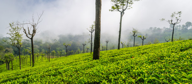 乌提的茶园图片下载