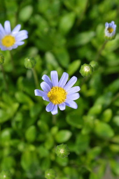 蓝色的雏菊，费利西塔拉蓝色图片下载