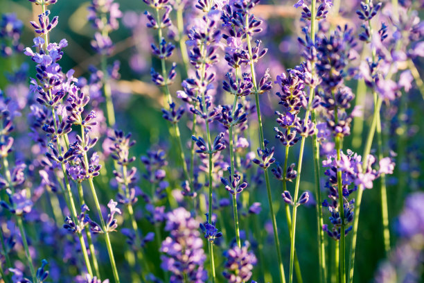 薰衣草植物，绿色紫色的野地花图片下载
