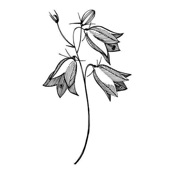 风铃花花，叶和花束集。夏季天然，春季草甸植物单色。自然花卉海报插画，纺织品装饰。植物植物插图。图片下载