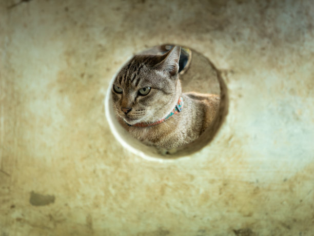 虎斑猫的愤怒脸出现在圆圈里图片下载