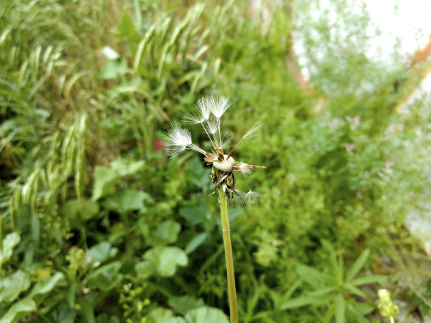 蒲公英带下来图片下载