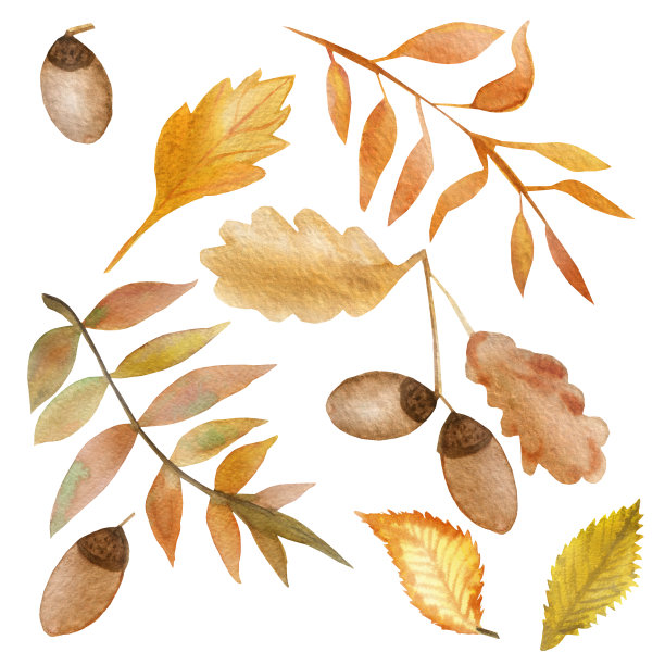 水彩秋天套橡树枝与树叶和橡子。秋季插图的婚礼邀请，节日问候，海报，包装，纺织品的美丽设计。图片下载