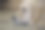 狗撒谎和想念。图片下载