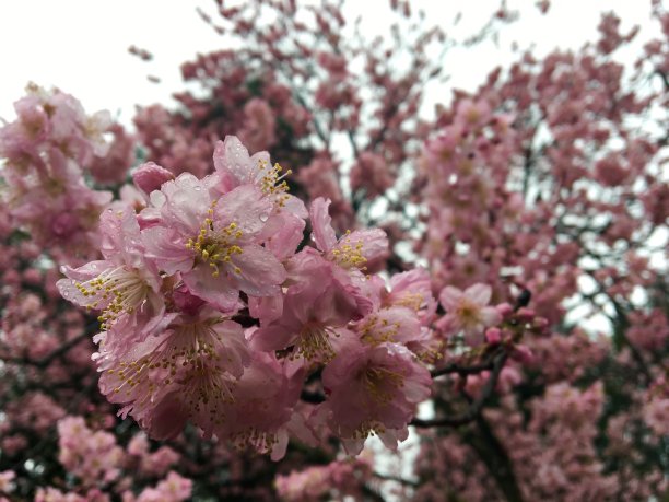 樱花樱花图片下载
