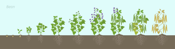 在土壤中有根的豆科植物的生长阶段。豆科豆科植物的成熟期是阶段性的。生命周期，动画进程。图片下载
