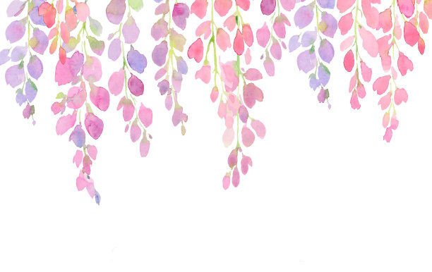 紫色和粉红色的紫藤花，白色背景上的水彩手绘，图片下载