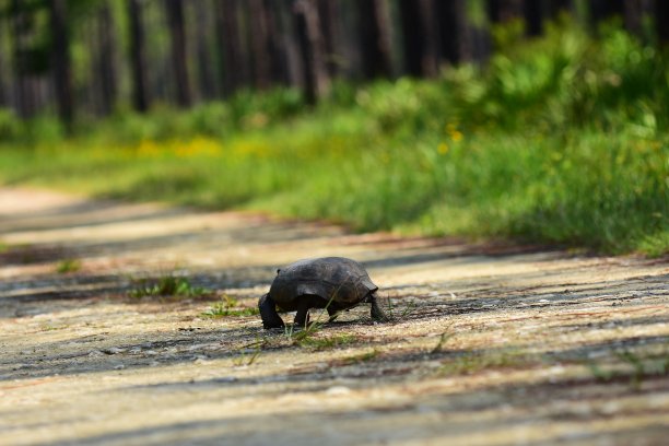 地鼠龟走在森林里的土路中心图片下载