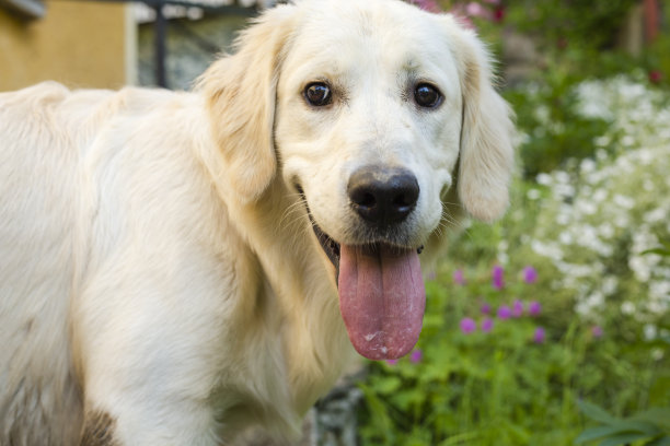 可爱的白色拉布拉多犬张着嘴，伸着舌头站在院子里图片下载