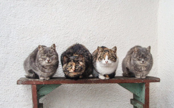 可爱的农场猫。长凳上的四只猫图片下载