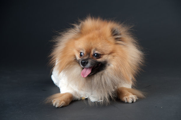 穿着白大褂的侏儒斯皮兹图片下载