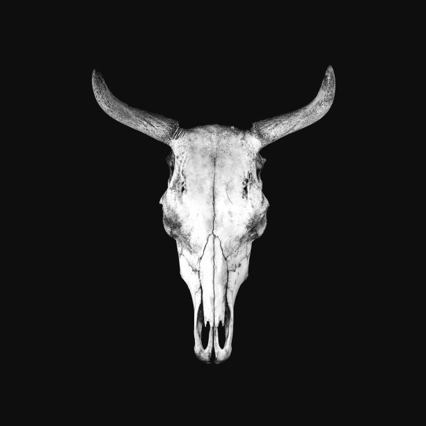 白色牛颅骨孤立在黑色背景图片下载