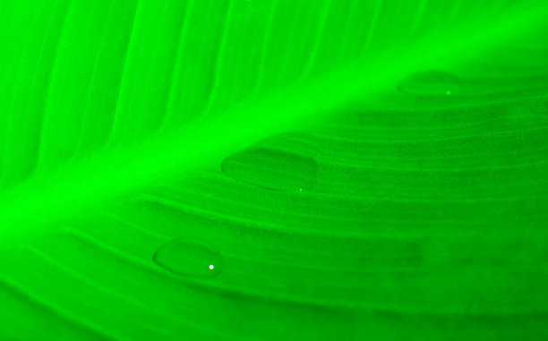 雨滴落在绿叶上，雨后。早晨清新的概念。图片下载