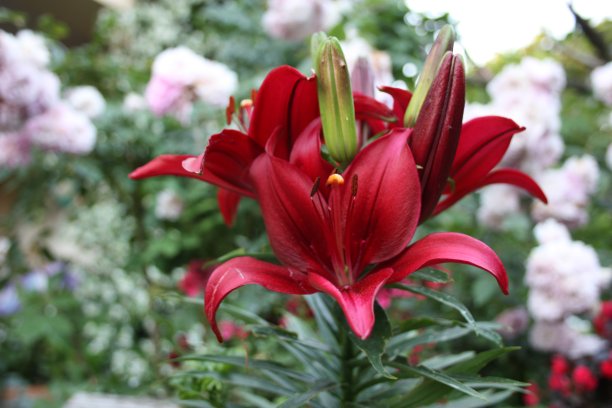 开花的红百合植物。植物特写和花的细节图片下载