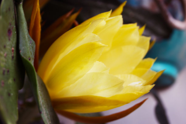 一种多肉植物上开的特殊的黄色花图片下载