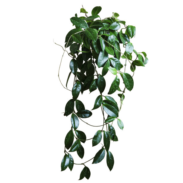 室内植物、藤本植物、荷雅孤立在白色背景上，空白作室内装饰图片下载