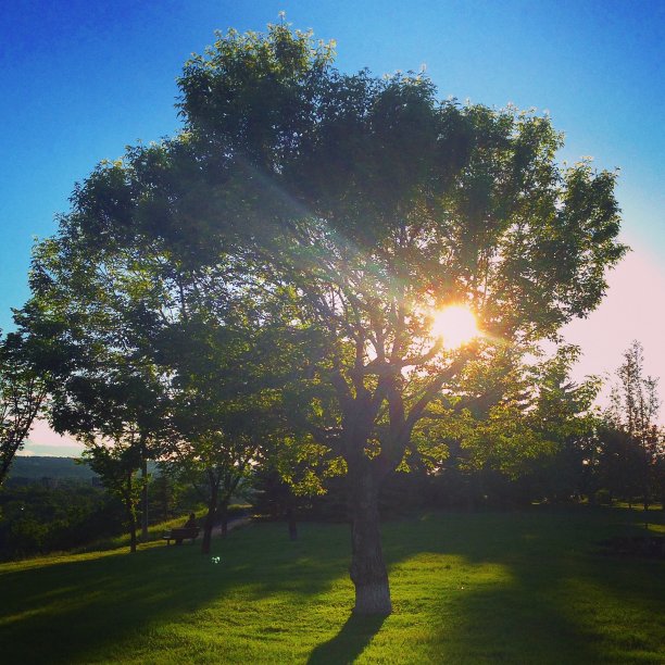 发光的树图片下载