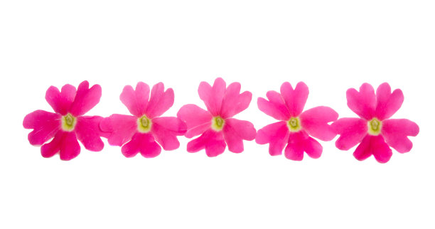 粉红色的马鞭草孤立图片下载