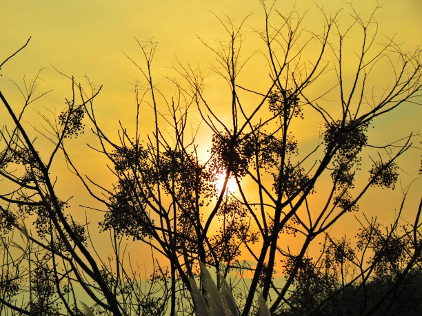 夕阳下的树枝。图片下载