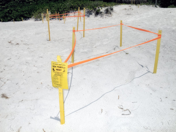 海龟在白色的沙滩上筑巢图片下载