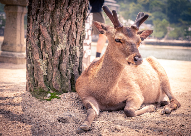 日本广岛县宫岛的鹿图片下载