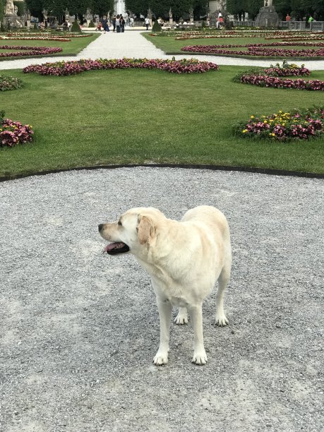 萨尔斯堡的拉布拉多寻回犬图片下载