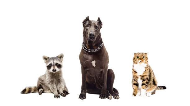 斯塔福德梗，猫和浣熊坐在一起图片下载