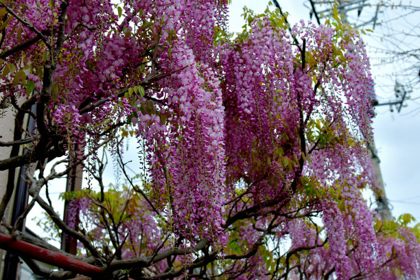 日本紫藤花图片下载
