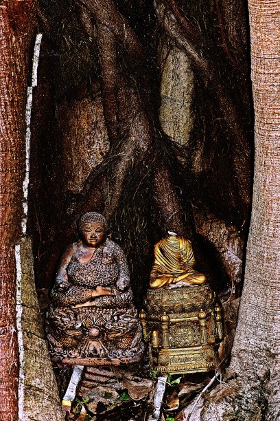 废弃的佛像在树干。图片下载