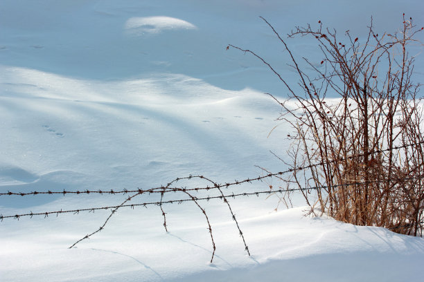 雪，铁丝网和玫瑰图片下载