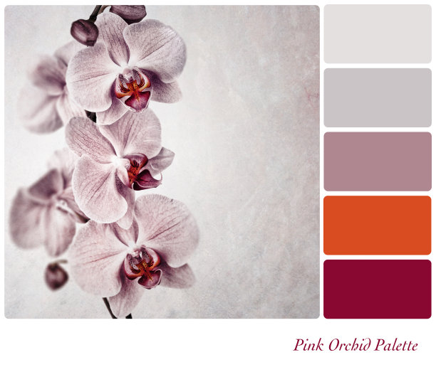 粉色兰花调色板图片下载