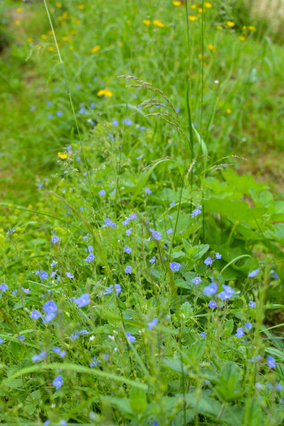绿色背景上的蓝色小花图片下载