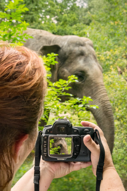 在丛林中拍摄大象的女人图片下载