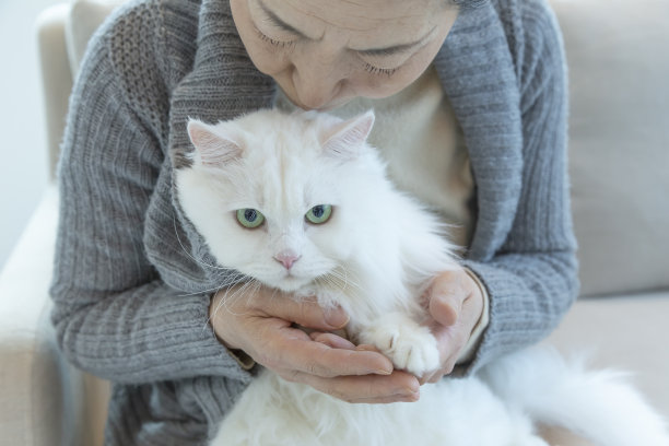 高级吻猫图片下载