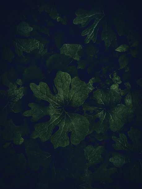 黑暗的叶子自然背景-繁茂的叶子图片下载