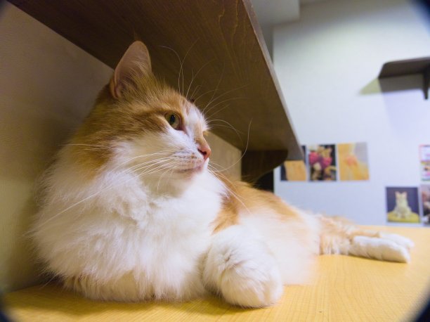 东京的猫咪咖啡馆图片下载