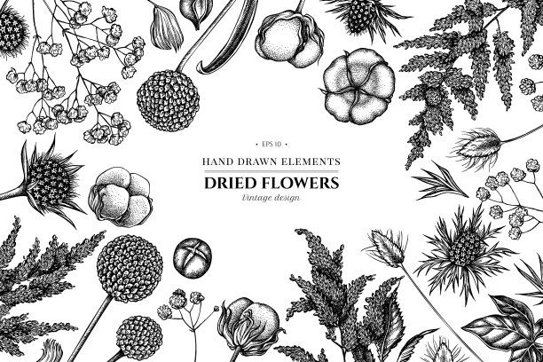 花设计与黑白落新妇，菊苣，蓝杏，兔耳草，棉花，舞毒菊图片下载