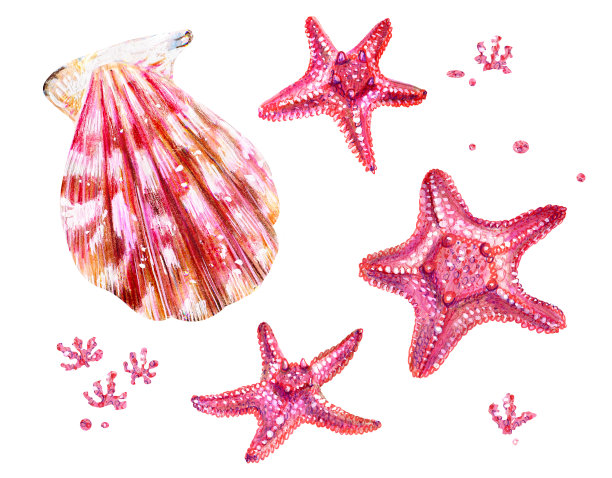 一套扇贝和海星贝壳。图片下载