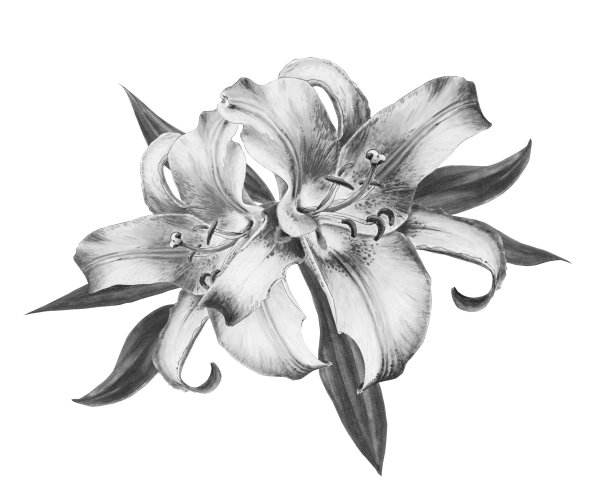 美丽的黑白百合组成。束鲜花。印花。标记图。图片下载