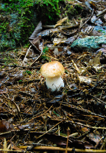 森林里的一个小香菇图片下载