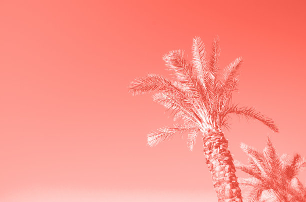 手掌具有色彩斑斓的波普艺术效果。复古风格的照片与光泄漏。夏天的棕榈树在时髦的珊瑚色天空。假日和旅游概念。本空间图片下载