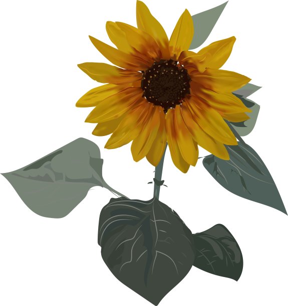 向日葵——有绿叶的向阳花。图片下载