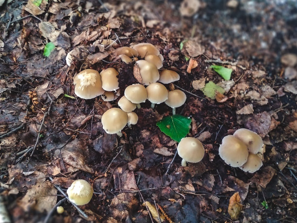 森林中生长的一群灰色蕈菌。有害危险蘑菇，保健。图片下载